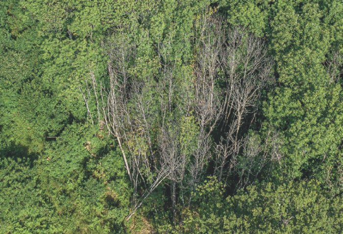 Foret changClimatique