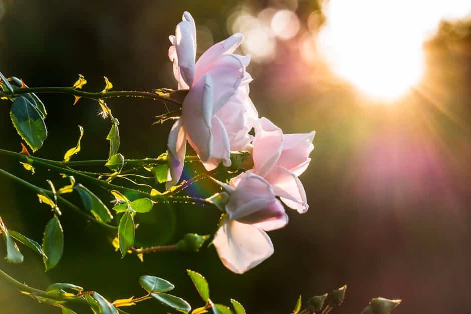 Atelier : Pratique de taille des rosiers