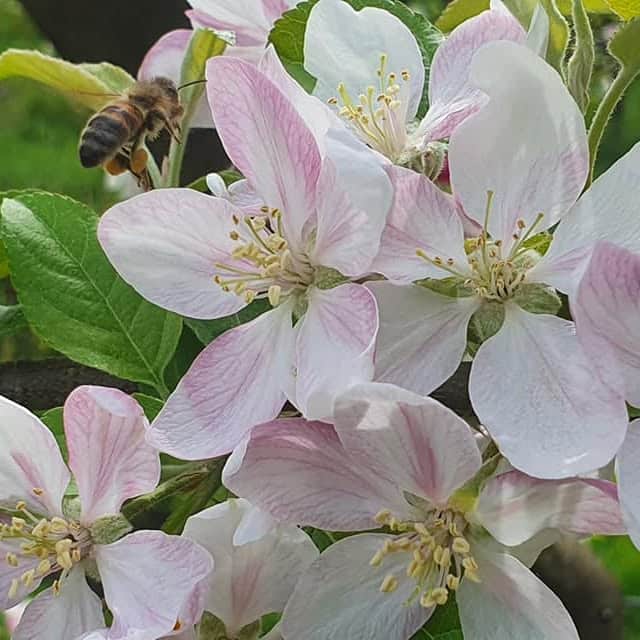 Abeille sur fleur de pommier