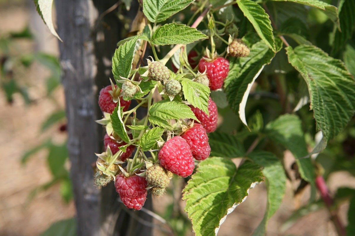 Framboises_2