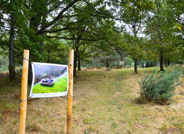 lande-a-serpentine-de-la-rouseille-saint-hilaire-les-places